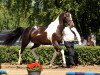 broodmare Peaches G (Trakehner, 2011, from Axis TSF)