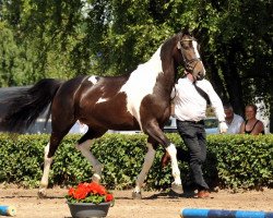 broodmare Peaches G (Trakehner, 2011, from Axis TSF)