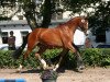 Dressurpferd Donaufreude Gold (Trakehner, 2011, von Rheinklang)