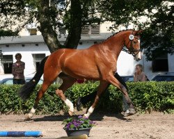 dressage horse Donaufreude Gold (Trakehner, 2011, from Rheinklang)