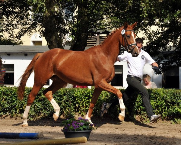 broodmare Lilie 26 (Trakehner, 2011, from Rheinklang)