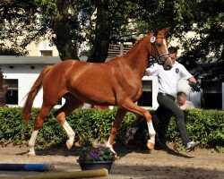 broodmare Lilie 26 (Trakehner, 2011, from Rheinklang)