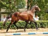 broodmare Korma (Trakehner, 2011, from All Inclusive)