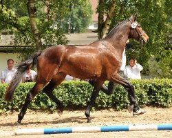 broodmare Korma (Trakehner, 2011, from All Inclusive)