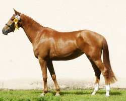 broodmare Florencia (Trakehner, 2011, from Donauklang)