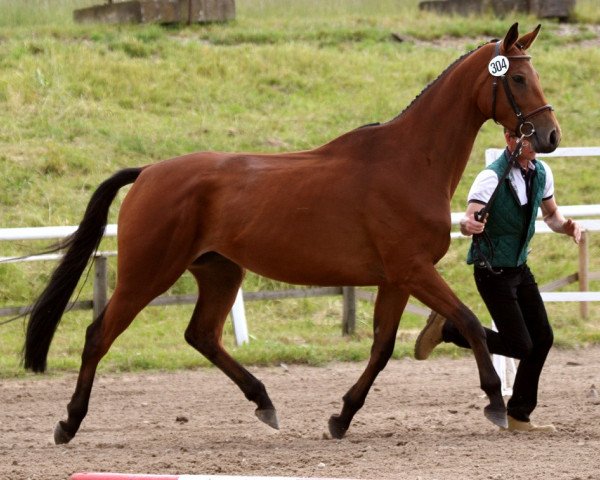 Zuchtstute Grazie (Trakehner, 2010, von Syriano)