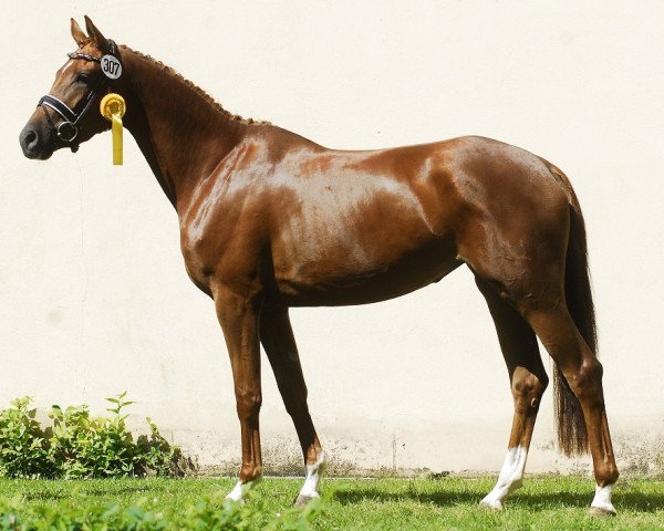 broodmare Dalia 64 (Trakehner, 2011, from All Inclusive)