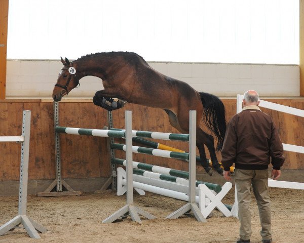 horse Thula 3 (Trakehner, 2011, from Münchhausen)