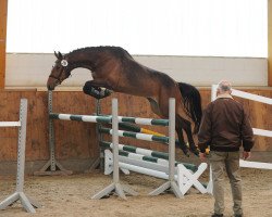 Pferd Thula 3 (Trakehner, 2011, von Münchhausen)