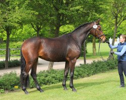 dressage horse Whitney 359 (Trakehner, 2011, from All Inclusive)