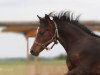 Dressurpferd Don Constantino (Deutsches Reitpony, 2015, von Tackmanns Don Alonso NRW)