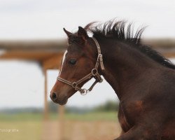 dressage horse Don Constantino (German Riding Pony, 2015, from Tackmanns Don Alonso NRW)