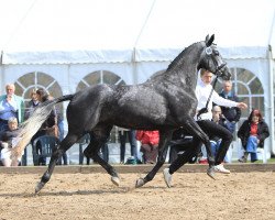 dressage horse Alina (Trakehner, 2009, from Kronprinz)