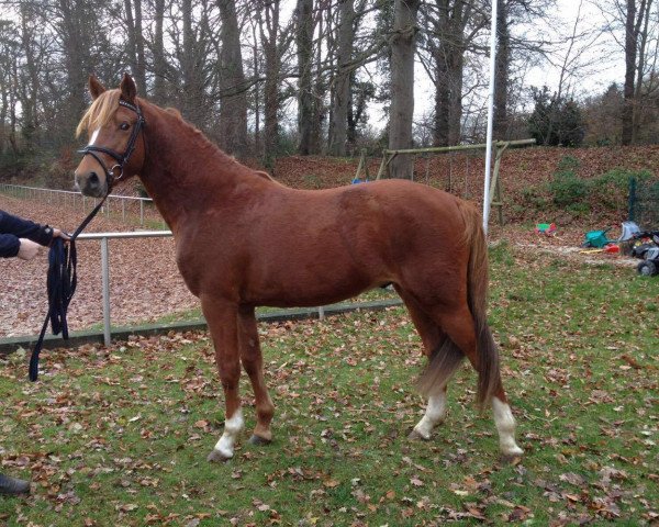 Dressurpferd Cranberry 13 (Deutsches Reitpony, 2013, von Can Dance 3)