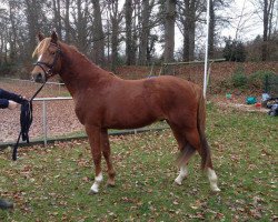 dressage horse Cranberry 13 (German Riding Pony, 2013, from Can Dance 3)