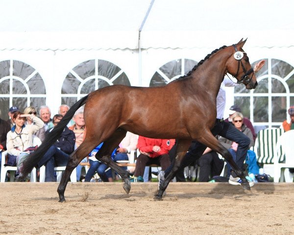 Dressurpferd Athena (Trakehner, 2011, von Le Rouge 7)