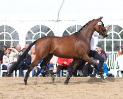 dressage horse Athena (Trakehner, 2011, from Le Rouge 7)