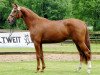 broodmare Arabesque (Trakehner, 2011, from Kentucky)