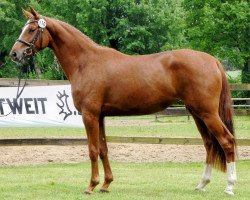 Zuchtstute Arabesque (Trakehner, 2011, von Kentucky)