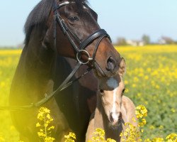 Zuchtstute Gina (Deutsches Reitpony, 1999, von Kaiserjaeger xx)