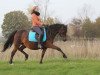 broodmare Caprice (German Riding Pony, 2002, from Constantin)