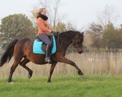 broodmare Caprice (German Riding Pony, 2002, from Constantin)