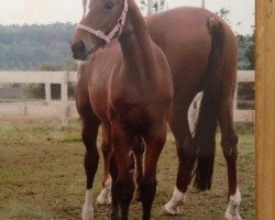 jumper Chensen M.E. (German Sport Horse, 2006, from Cellini 8)