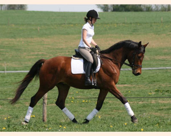 dressage horse Herzog von Mirbach (Trakehner, 2008, from Pricolino)