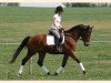 dressage horse Herzog von Mirbach (Trakehner, 2008, from Pricolino)