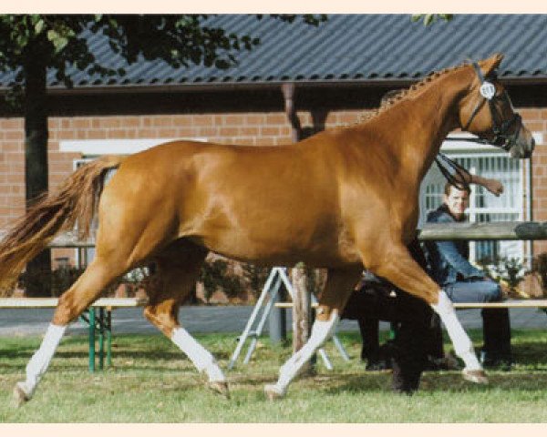 Zuchtstute Zauberlied II (Trakehner, 2000, von Friedensfürst)