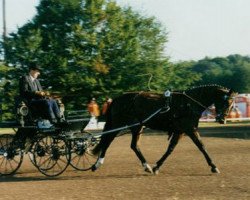 broodmare Fiola IV (Trakehner, 1990, from Husar)