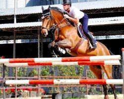 broodmare Laurika (German Sport Horse, 2003, from Landrebell)