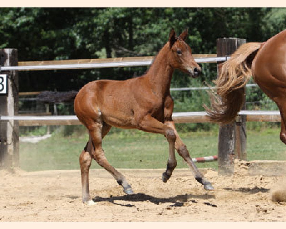 broodmare Saphira (Trakehner, 2010, from Summertime)