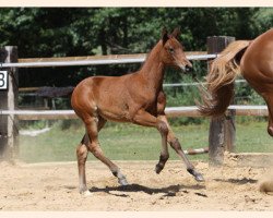 Zuchtstute Saphira (Trakehner, 2010, von Summertime)