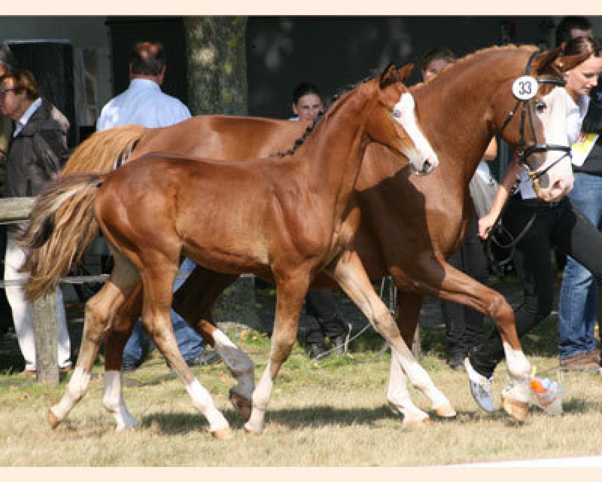 Springpferd Schattentanz 2 (Trakehner, 2012, von Hirtentanz 2)