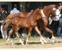 Springpferd Schattentanz 2 (Trakehner, 2012, von Hirtentanz 2)