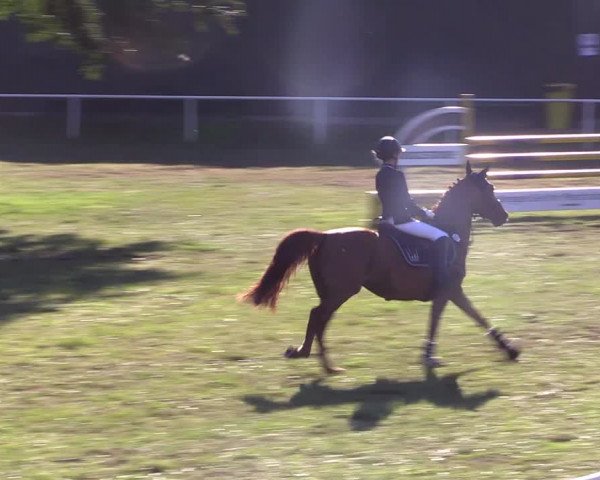 Reitturnier Vorsfelde 2019