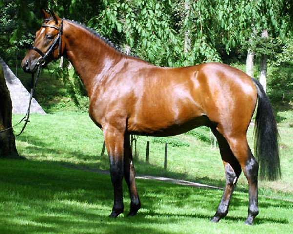 dressage horse Scoubidou (Trakehner, 2008, from Summertime)