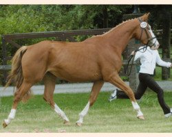 Zuchtstute Scharade VII (Trakehner, 2002, von Herzruf)