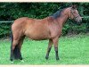 broodmare Scherazade (Trakehner, 1997, from Donaumonarch)