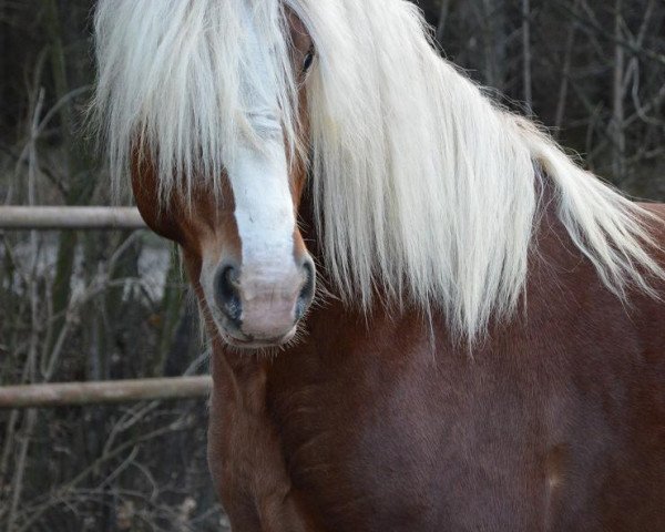 Pferd Rubinas (Polnisches Kaltblut, 2013)