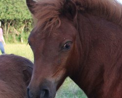 Pferd Nanuka (Shetland Pony, 2015, von Marco von Obernissa)