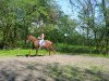 dressage horse Dacapo (Pony without race description, 2013, from Dannebrog)