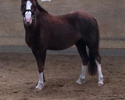 Pferd Wiesmoors Calimero (Welsh Mountain Pony (Sek.A), 2012, von Brynseion Cadivor)