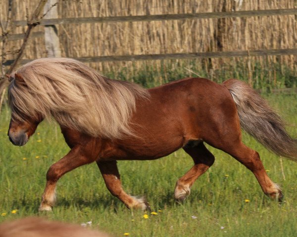 stallion Georg (Shetland Pony, 1998, from Gianni)