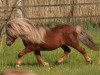 Deckhengst Georg (Shetland Pony, 1998, von Gianni)