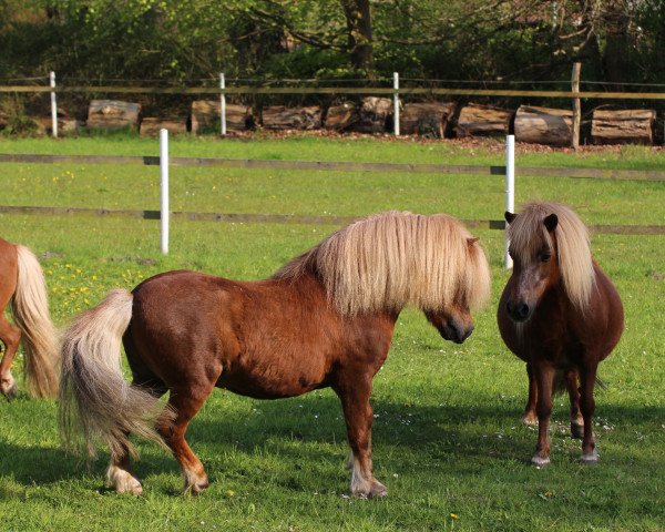 Deckhengst Isidor PrH* (Shetland Pony, 2002, von Igor)