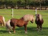 stallion Isidor PrH* (Shetland Pony, 2002, from Igor)