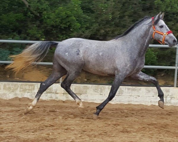 Pferd Muñeco (Pura Raza Espanola (PRE),  )