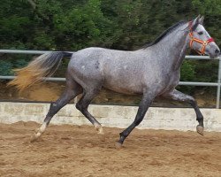 horse Muñeco (Pura Raza Espanola (PRE),  )